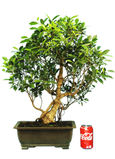 Ficus Retusa (Specimen) #127
